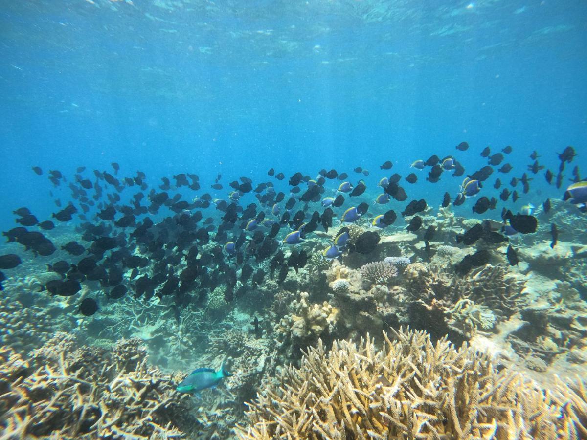 Coral Beach Maldives Hangnaameedhoo Zewnętrze zdjęcie